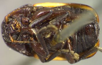 Media type: image;   Entomology 8402 Aspect: habitus ventral view